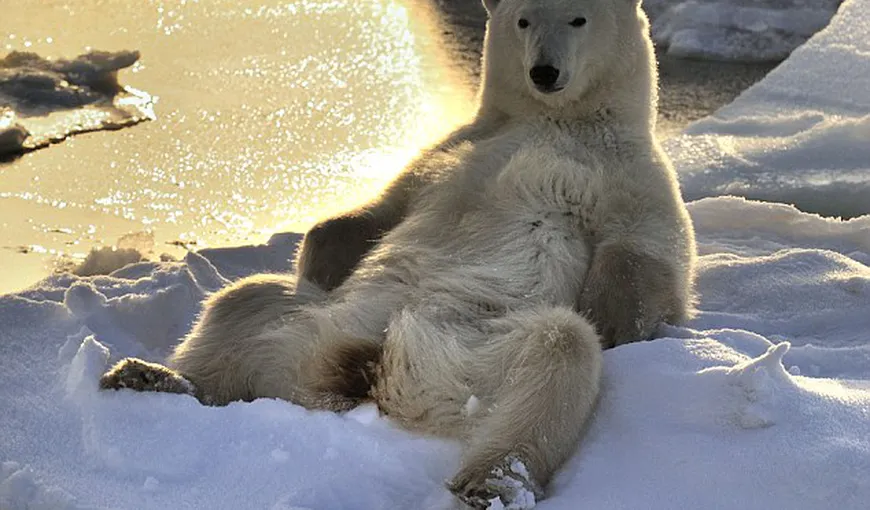 Cum se relaxează un urs polar FOTO