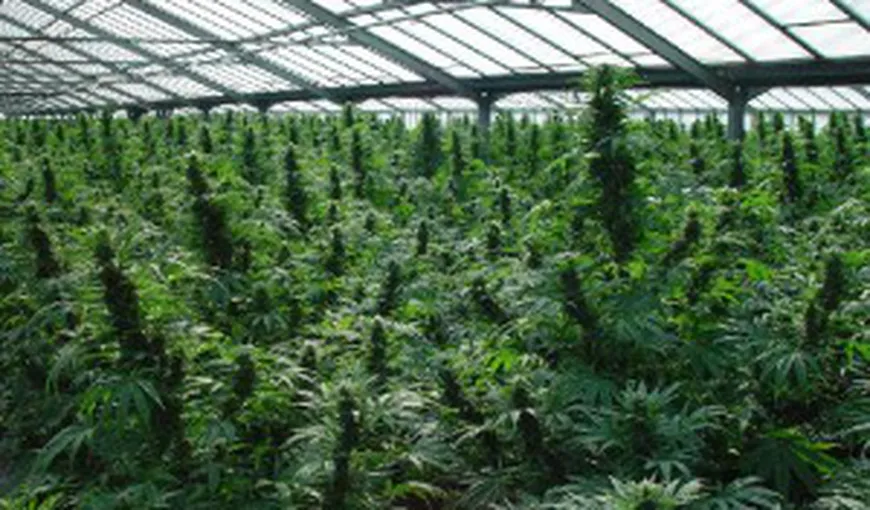 Tânăr arestat după ce la locuinţa acestuia a fost descoperită o seră unde cultiva cannabis