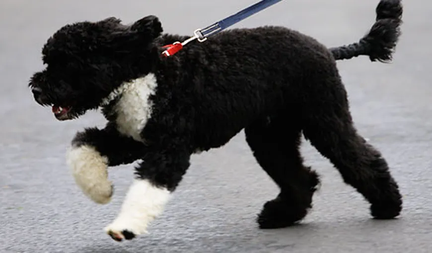 Câinele lui Obama „perturbă” activitatea presei. Vezi ce năzbâtie a mai făcut Bo VIDEO