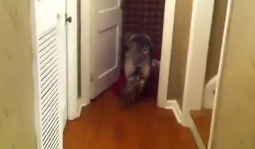 Un câine le trânteşte uşa în nas stăpânilor VIDEO