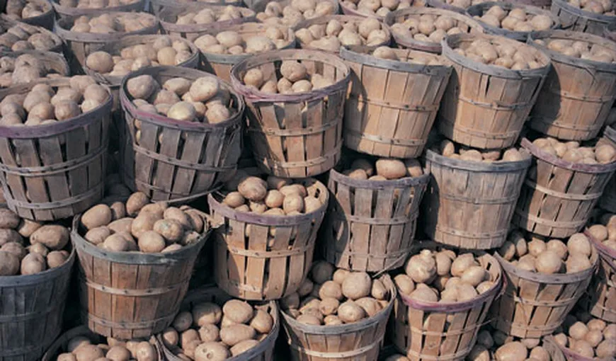 Cartofii româneşti putrezesc în beciuri din cauza importurilor masive VIDEO