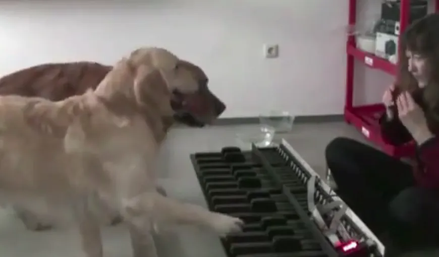 Doi câini cântă la pian „Valsul Puricilor” VIDEO