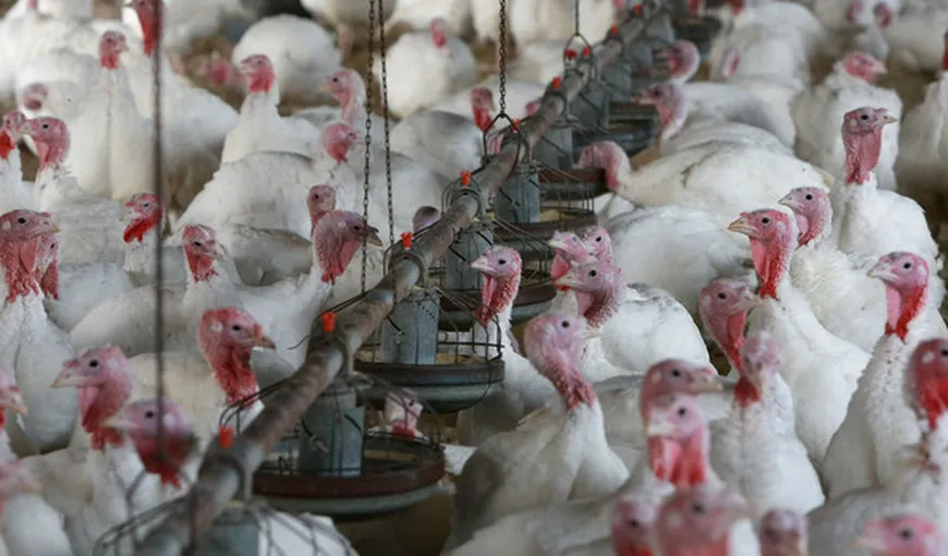 Peste 42.000 de păsări de la o fermă din Olanda, sacrificate din cauza gripei aviare