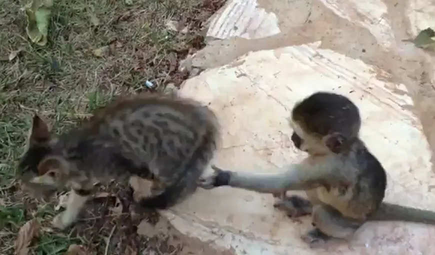 O pisică şi un pui de maimuţă care se aleargă fac senzaţie pe YouTube VIDEO