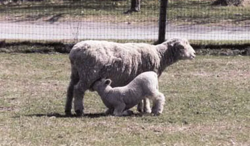 Virusul Schmallenberg face  ravagii în mii de ferme de ovine, caprine şi bovine din Europa