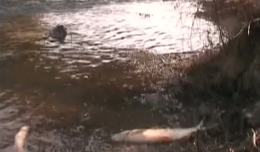 Dezastru ecologic în Bistriţa Năsăud: Zeci de peşti, ucişi din cauza poluării VIDEO