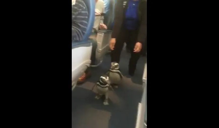 Cine spune că pinguinii nu pot zbura? Două păsări se plimbă cu avionul VIDEO