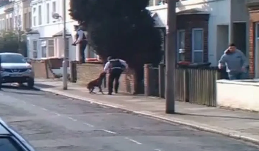 Poliţişti londonezi sfâşiaţi de pitbull VIDEO