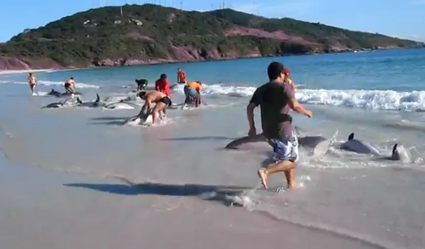 Circa 30 de delfini, salvaţi de la moarte de oamenii de pe plajă VIDEO