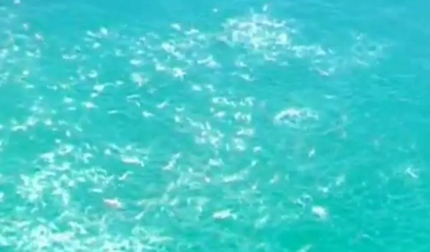 Spectacolul rechinilor: Zeci de prădători, înnebuniţi de „cina” lor VIDEO