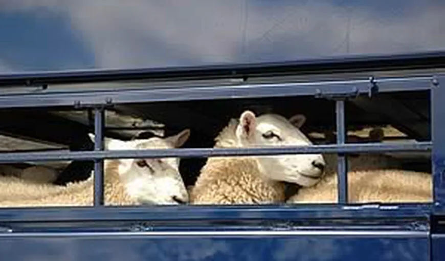 Vier Pfoten: Animalele blocate pe o navă la Brăila, încalcare a normelor UE pentru bunăstarea lor