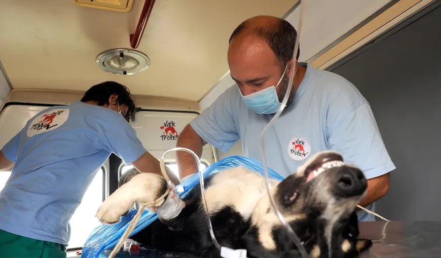 Vier Pfoten a început campania de sterilizare a animalelor fără stăpân din sectorul 6