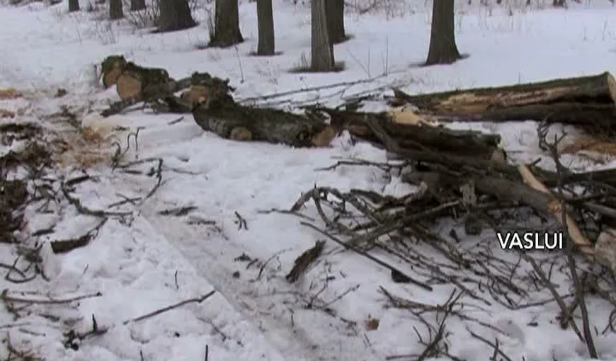 Un cartier din Vaslui a rămas fără curent electric după ce un copac a căzut peste fire