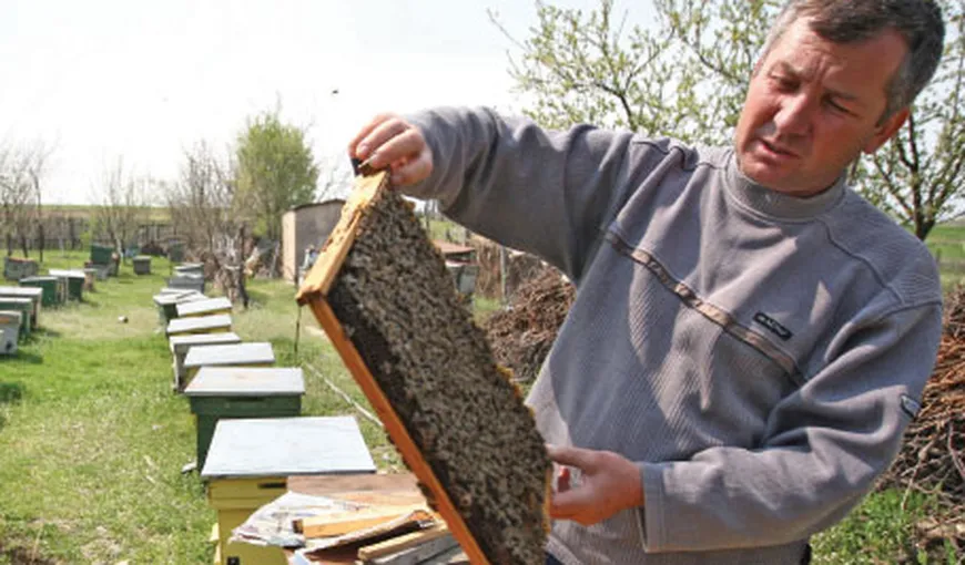 România, pe locul şapte în UE la numărul de familii de albine. Vezi ce producţie anuală avem