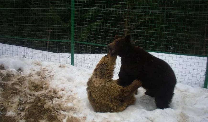 Potap, ursul salvat de Vier Pfoten, se bucură de viaţă într-o rezervaţie din Ucraina FOTO