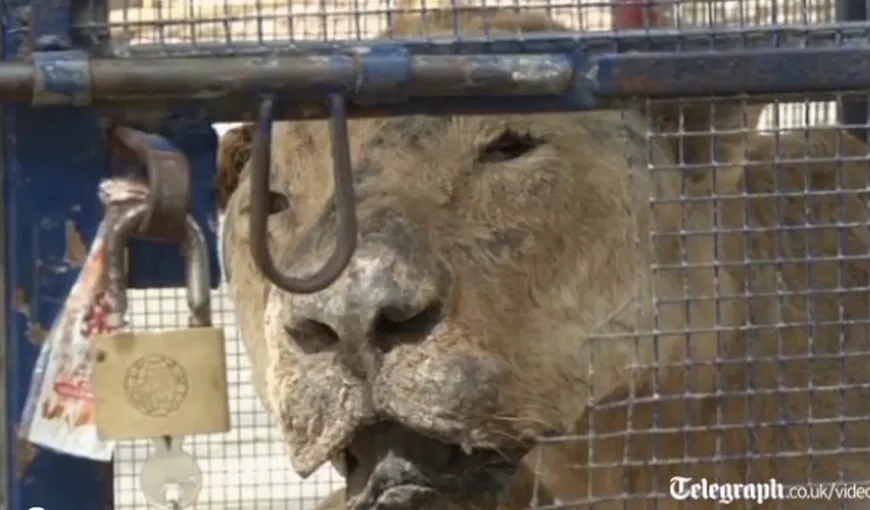 O grădină zoologică din Gaza prezintă animale împăiate VIDEO