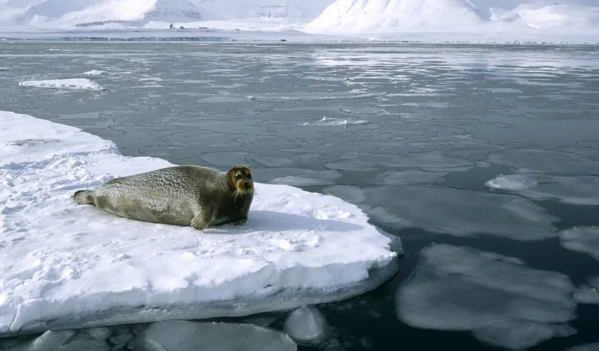 Oceanul Arctic, sursa unui important gaz cu efect de seră: metanul