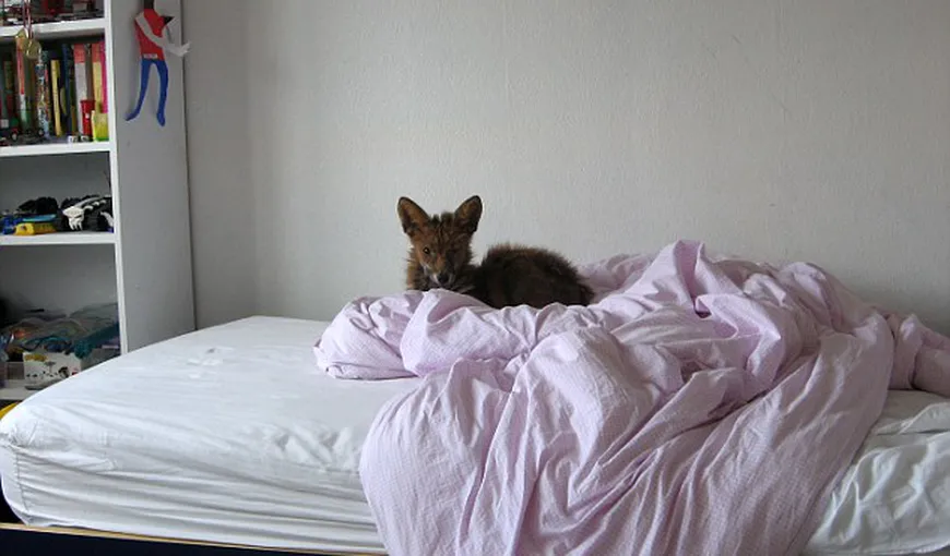 O vulpiţă şi-a făcut culcuş în patul unui băieţel FOTO