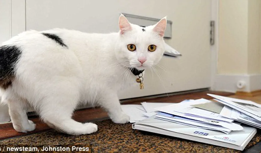 O pisică, pericol-public în Marea Britanie. I-a înspăimântat pe toţi poştaşii FOTO