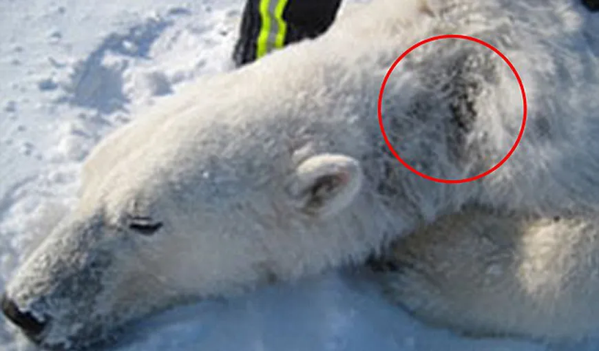Urşii polari suferă de o boală misterioasă: Îşi pierd blana şi au leziuni ale pielii