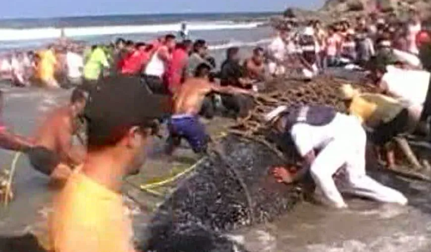 O balenă a fost salvată după ce a eşuat pe o plajă din Mexic VIDEO