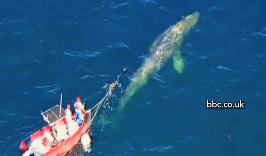 O balenă a fost descoperită prinsă într-o plasă de pescuit în California VIDEO