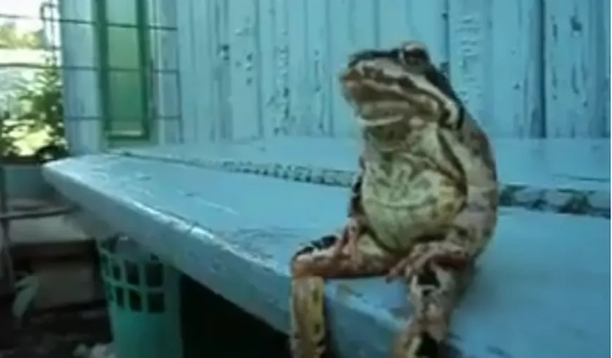 O broască stă pe bancă exact ca un om VIDEO