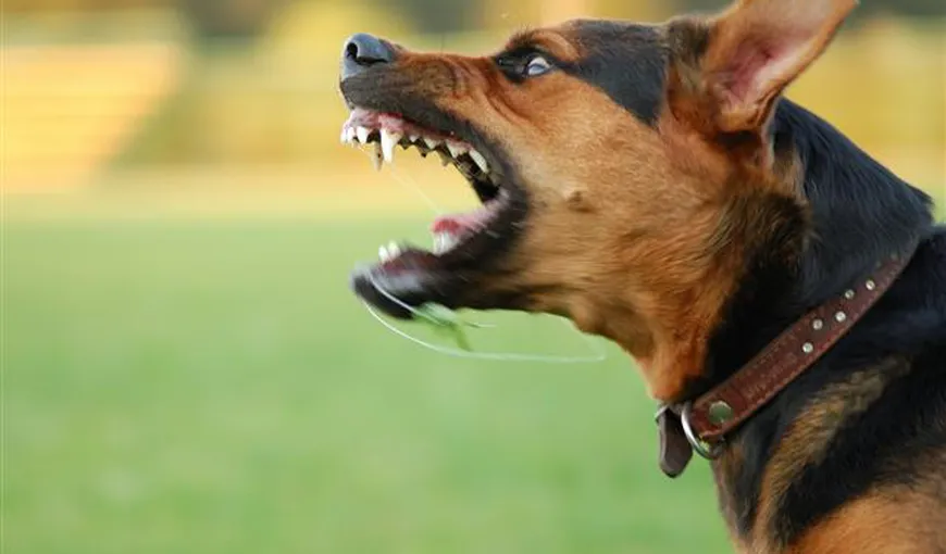 Cum ne apărăm de atacul câinilor maidanezi VEZI SFATURILE UNUI DRESOR