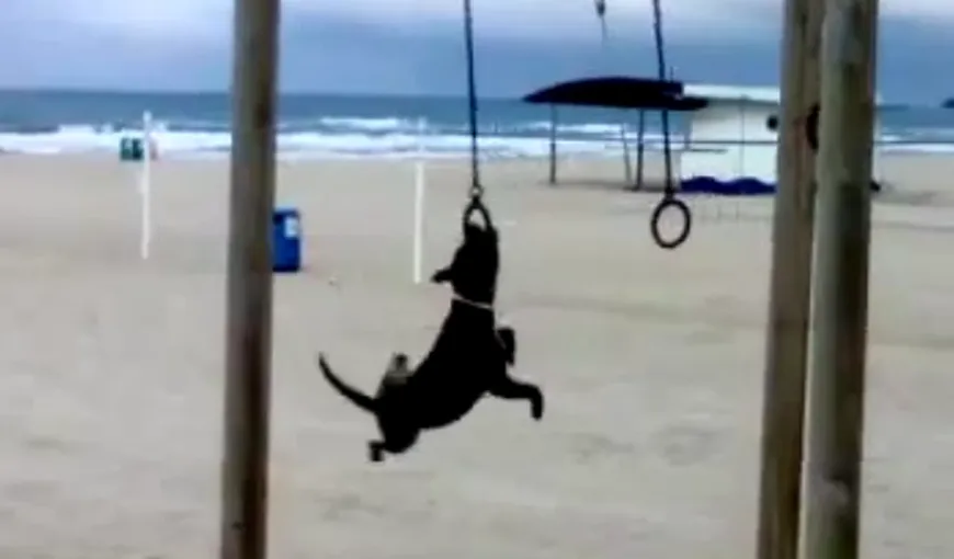 Câinele gimnast: Un patruped face spectacol la inele VIDEO