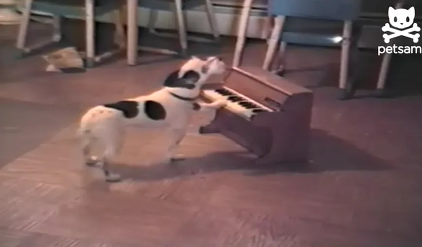 Un câine talentat: A ajuns vedetă pe YouTube cântând la pian VIDEO