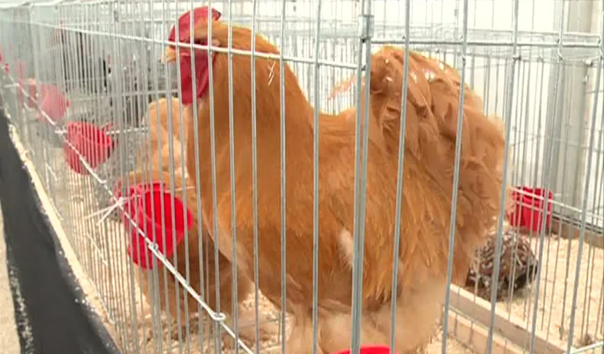 Găini de mătase, porumbei ornamentali şi iepuri la Târgul din Capitală VIDEO