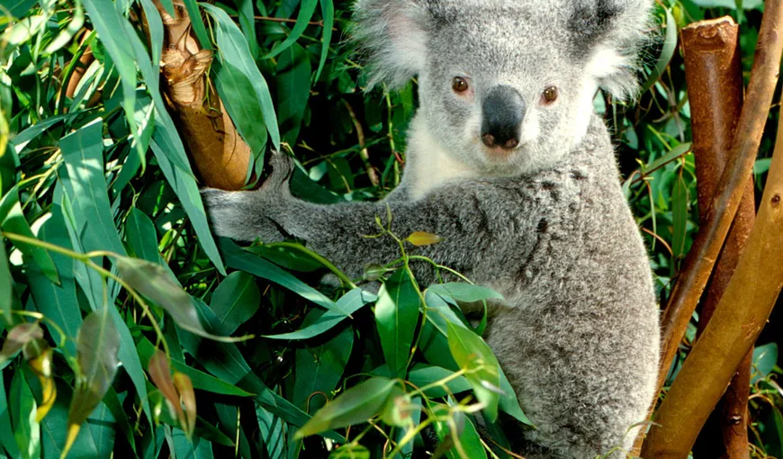 Koala, declarat drept specie ameninţată cu dispariţia în Australia