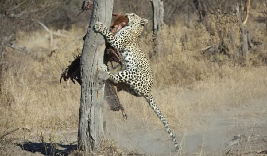 Imagini inedite: Un leopard a furat prada unei haite întregi de hiene