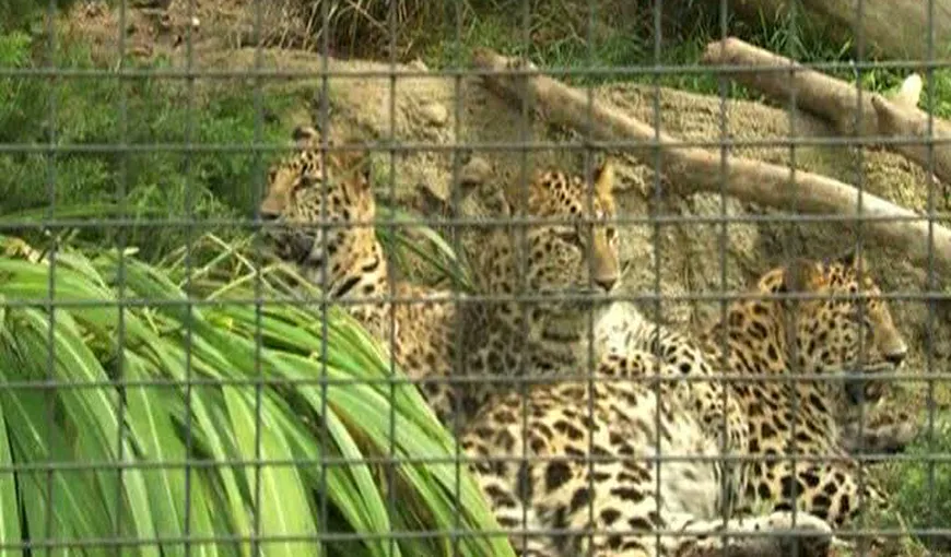 Trei pui de leopard Amur, atracţia unei grădini zoologice din SUA VIDEO