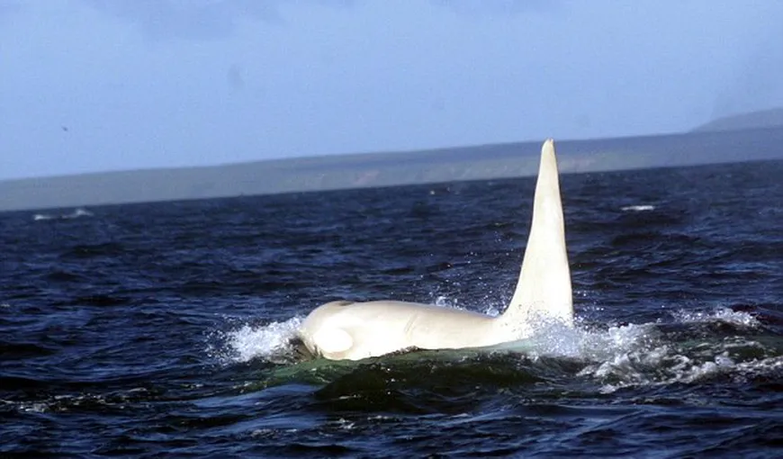 Prima balenă ucigaşă albinoasă, descoperită în nordul Pacificului VIDEO