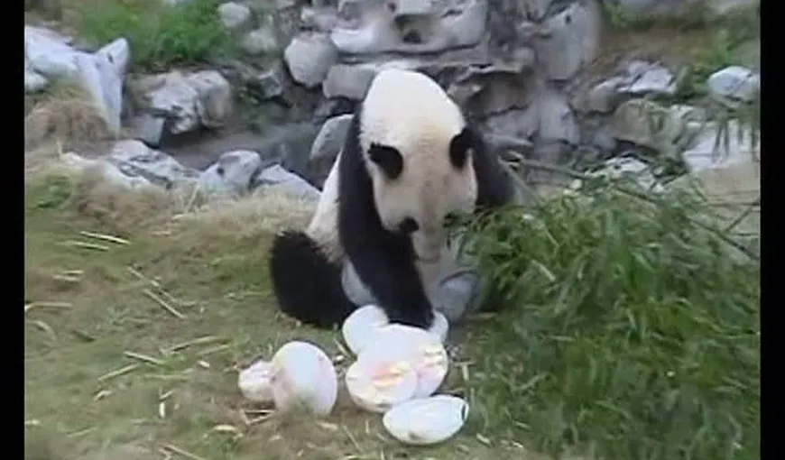 Un urs panda şi-a aniversat cei zece ani de viaţă cu tort şi fructe VIDEO