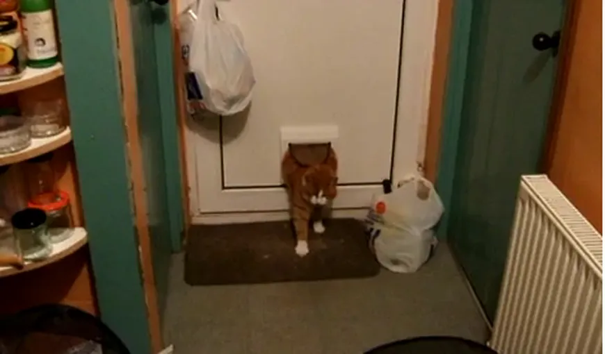 O pisică atât de grasă, încât se chinuie să intre pe uşa sa specială VIDEO