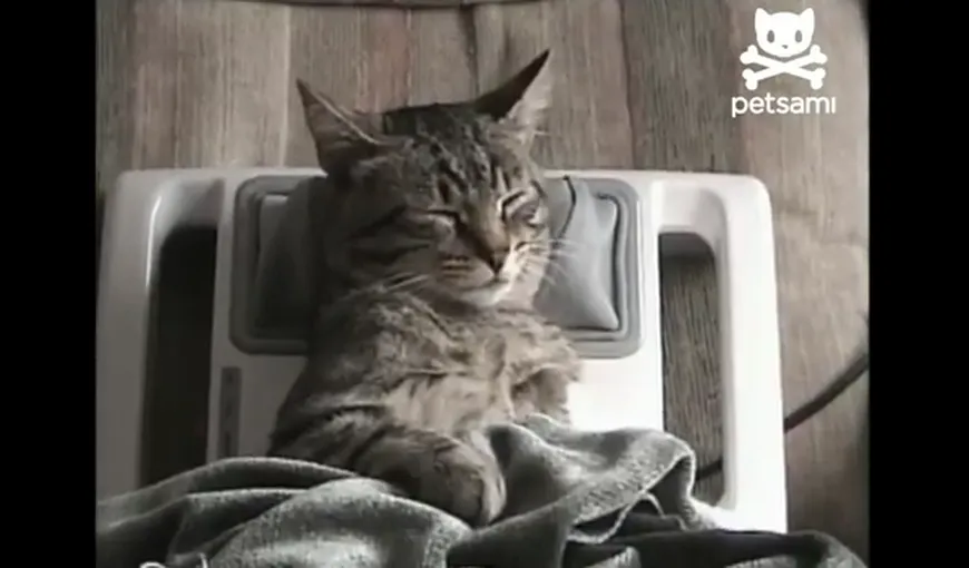 Cum se relaxează pisicile? Cu un aparat de masaj pentru gât VIDEO