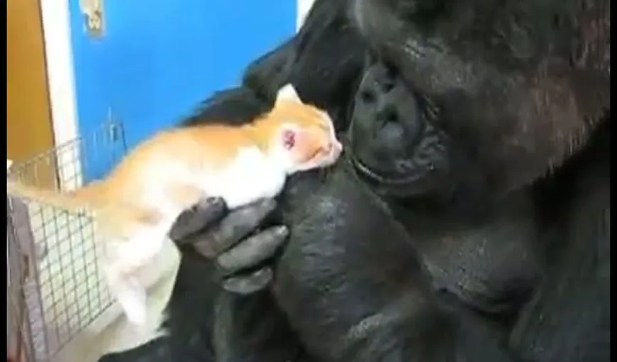 Prietenie inedită: Moment de tandreţe între o gorilă şi o pisică VIDEO