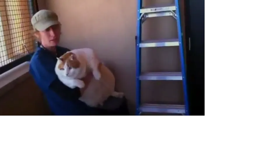 Povestea lui Miau, felina de 18 kg pusă la dietă VIDEO