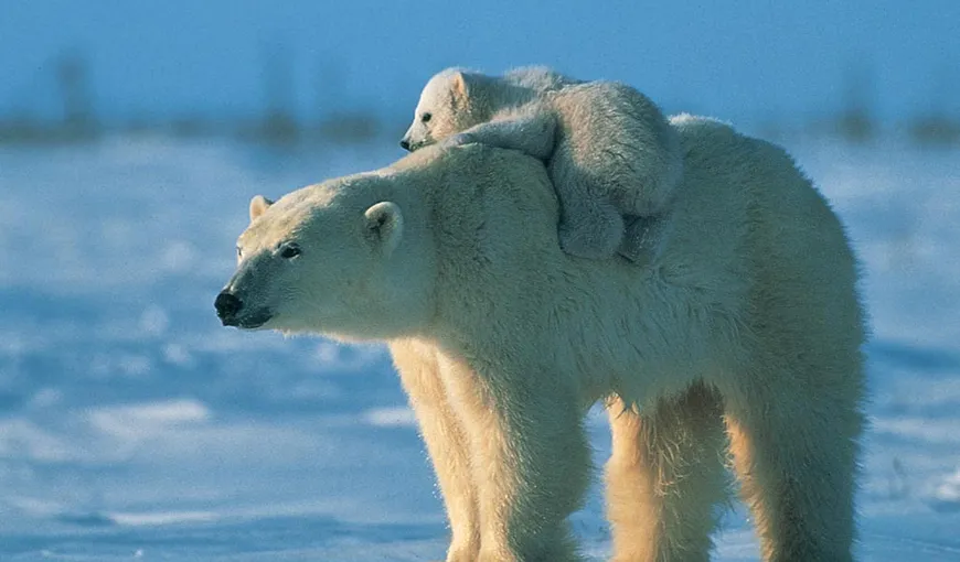 Ursul polar este mult mai bătrân decât se credea. Care sunt originile prădătorului arctic