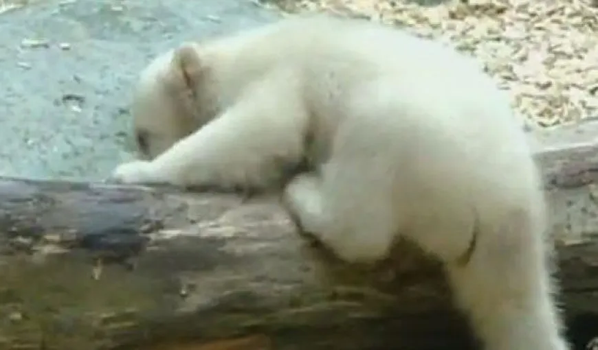 Anori, sora ursuleţului Knut, îşi face prima apariţie publică VIDEO