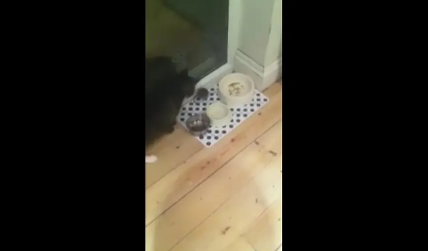 INCREDIBIL! Un şoarece pune pe fugă o pisică VIDEO