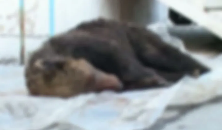 Un pui de urs, ucis de trei braconieri, în Braşov
