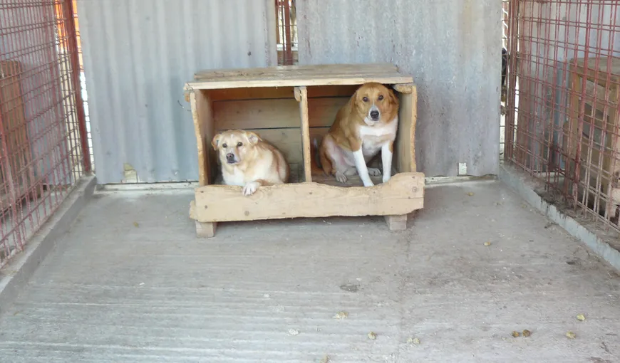 Sterilizări gratuite de câini, realizate de Primăria Sectorului 2