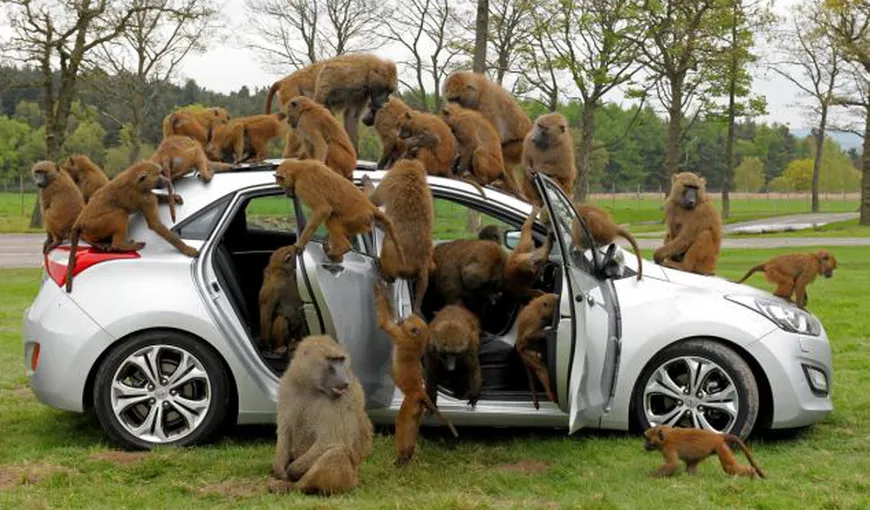 Cum testează babuinii un nou model de maşină? VIDEO