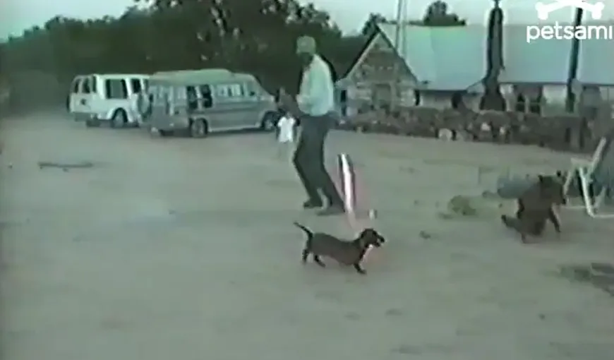 Câinele piroman: A furat o rachetă cu artificii aprinsă VIDEO