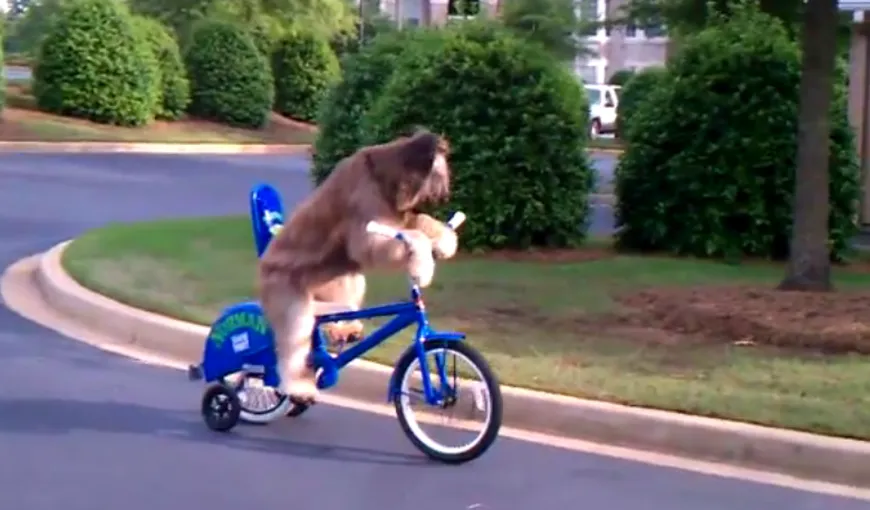 Cel mai tare câine: A învăţat să meargă singur cu bicicleta VIDEO