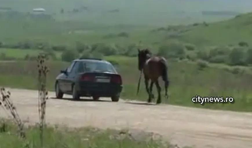 Numai în România se poate întâmpla: Un cal, tras de maşină VIDEO