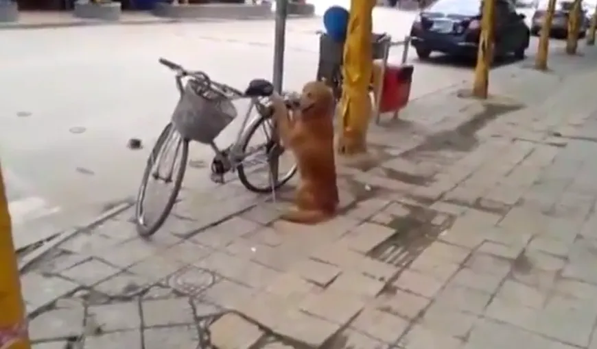 Cum păzeşte un căţel bicicleta stăpânului VIDEO
